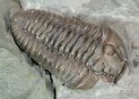 Prone Flexicalymene Trilobite In Shale - Ohio #52197-3
